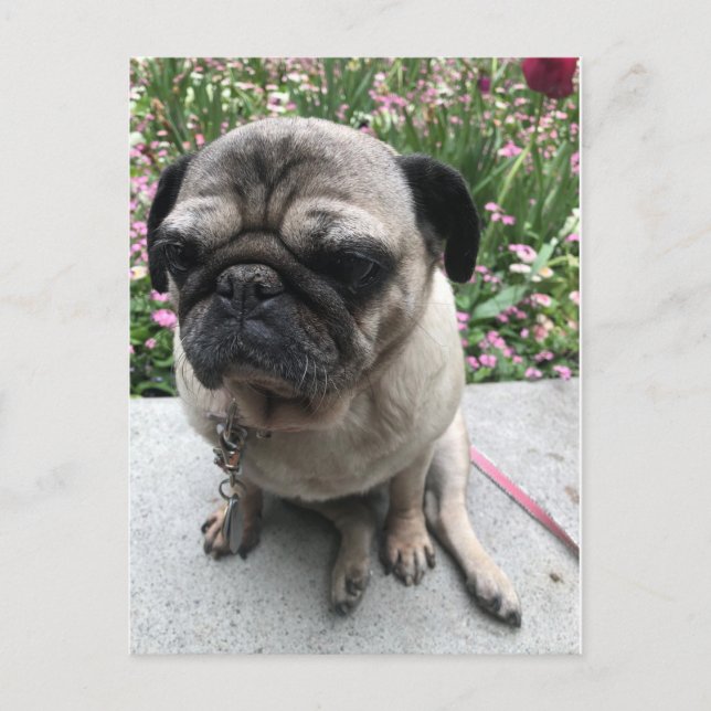 Postal Mops im Garten (Anverso)