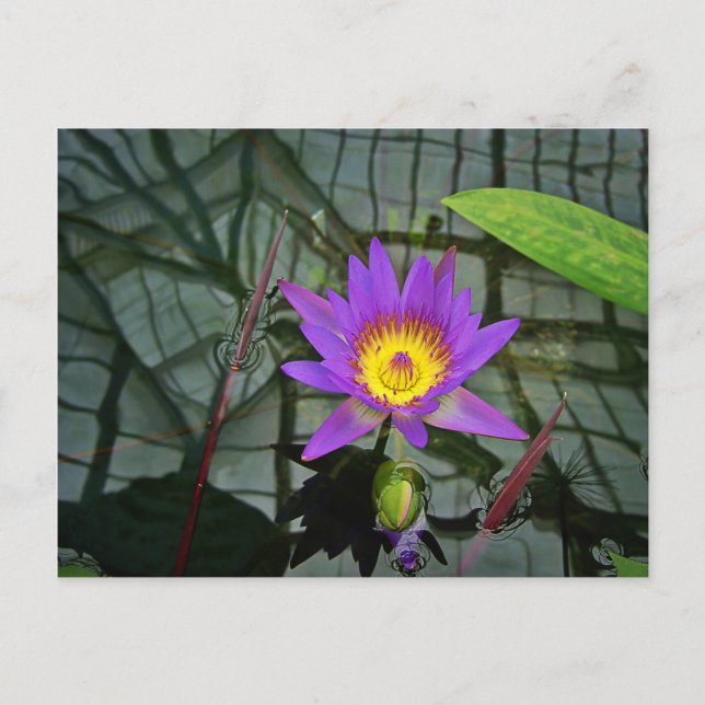 Postal Morada Tropical Water Lily (Anverso)
