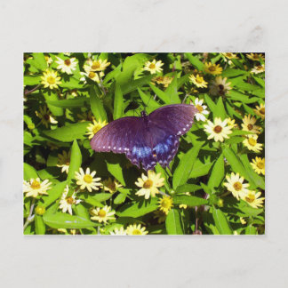 Postal Morado azul irlandés con alas de mariposa negra