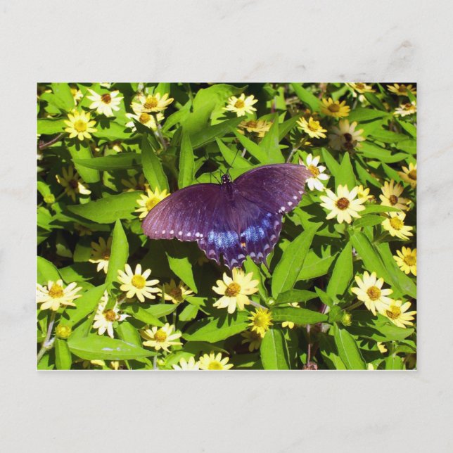 Postal Morado azul irlandés con alas de mariposa negra (Anverso)