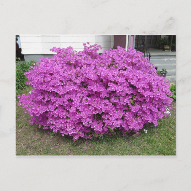 Postal Morado Bush (Anverso)