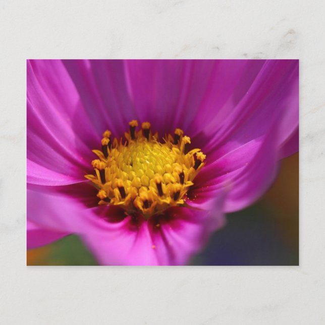 Postal Morado de flores (Anverso)