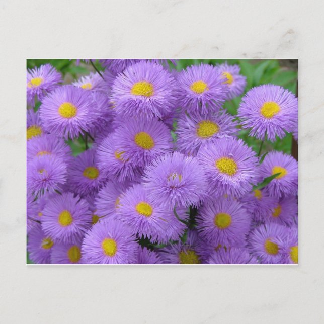 Postal Morado Floral (Anverso)