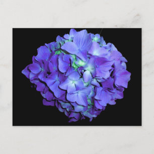 Postal Morado floral verde azulada hidrangea