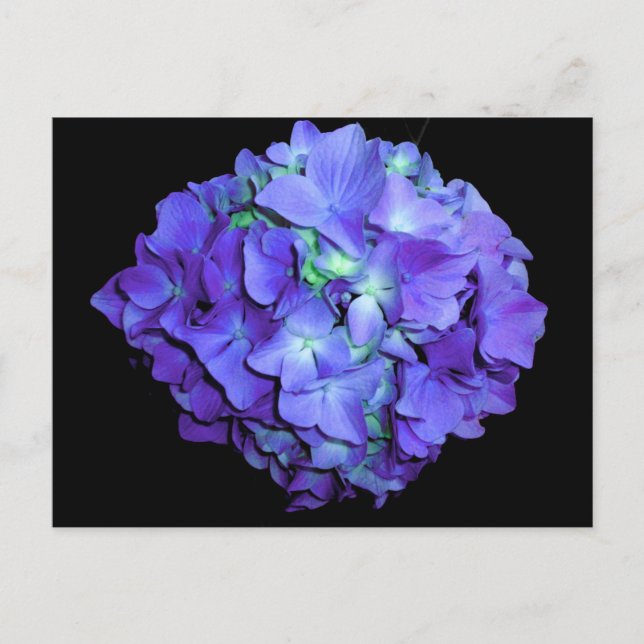 Postal Morado floral verde azulada hidrangea (Anverso)