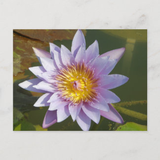 Postal Morado Lotus/Lirio de Agua