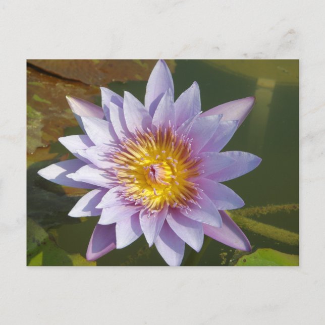 Postal Morado Lotus/Lirio de Agua (Anverso)