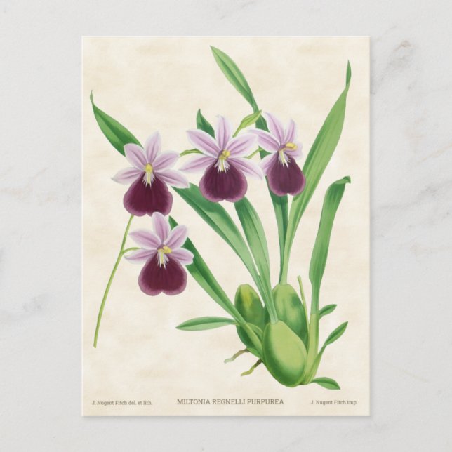 Postal Morado Miltonia Orquídea Vintage Botánico (Anverso)