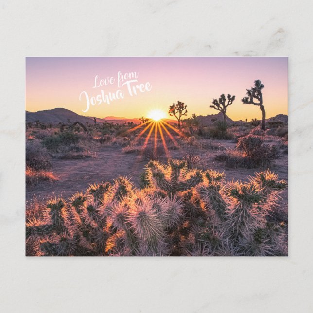 Postal Morado y Naranja Cholla Cactus Joshua Tree Sunset (Anverso)