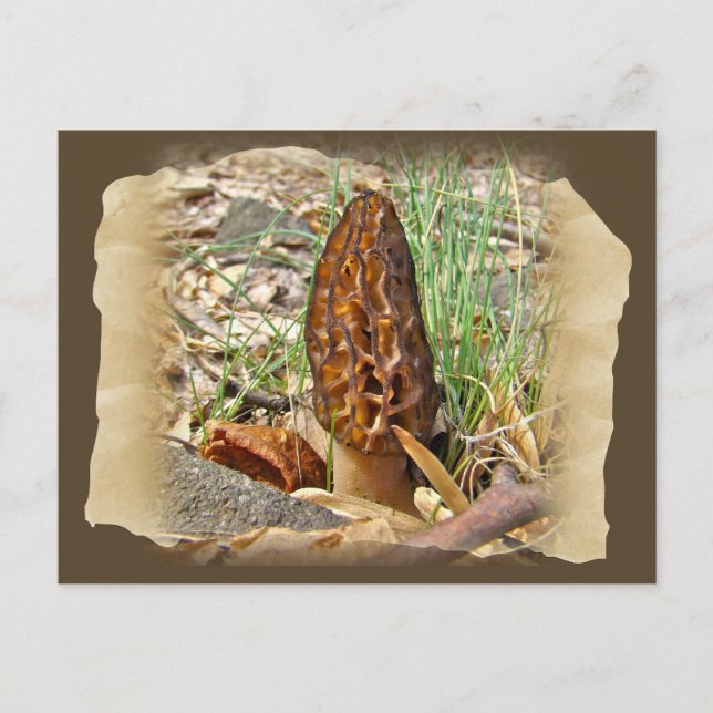 Postal Morel Mushroom (Anverso)