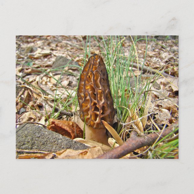 Postal Morel Mushroom (Anverso)