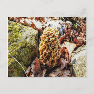 Postal Morel Mushroom en el salvaje