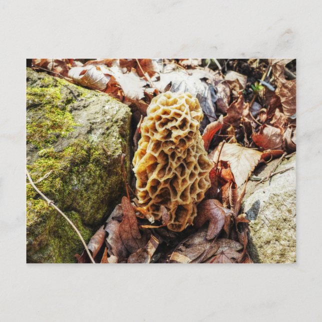 Postal Morel Mushroom en el salvaje (Anverso)