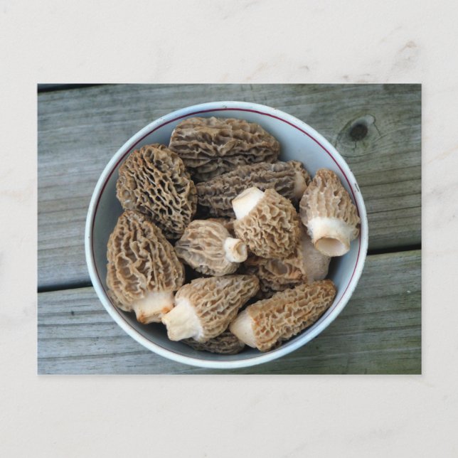 Postal Morel Mushrooms Birthday Postcard (Anverso)