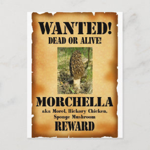Postal Morel - Poster buscado