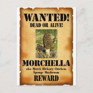 Postal Morel - Poster buscado