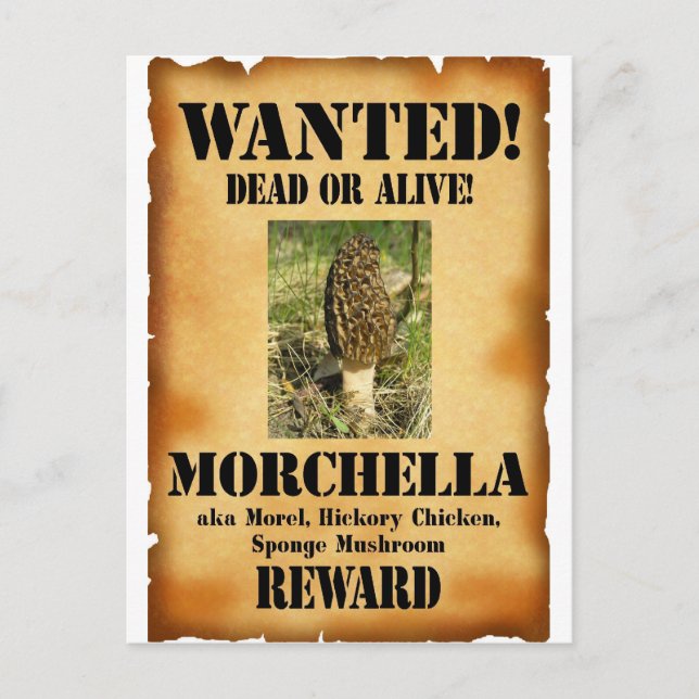 Postal Morel - Poster buscado (Anverso)