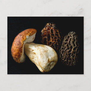 Postal Morels y el rey Bolete