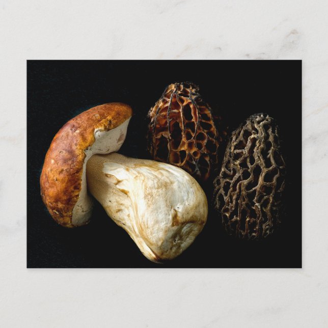 Postal Morels y el rey Bolete (Anverso)