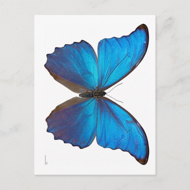 Postal Morfo azul gigante mariposa (Anverso)