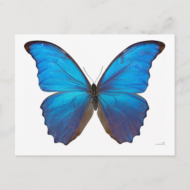 Postal Morfo azul gigante mariposa (Anverso)