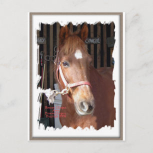 Postal Morgan Horse Happy