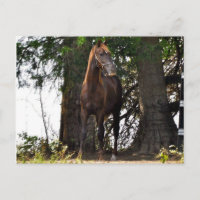¡¡Morgan Horse Products!!