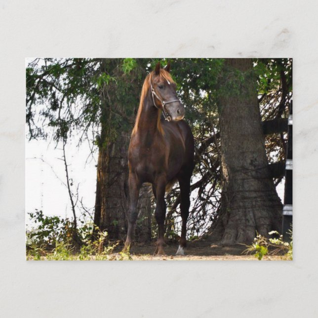 Postal ¡¡Morgan Horse Products!! (Anverso)