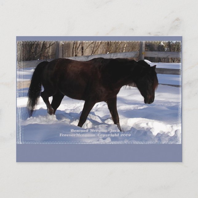 Postal Morgan Horse Winter Wonderland Blank (Anverso)