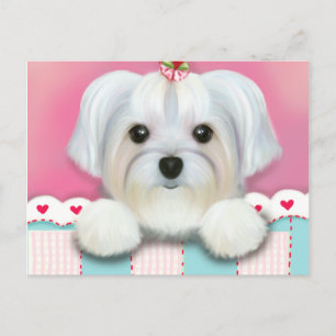 POSTAL MORKIE SHELLY