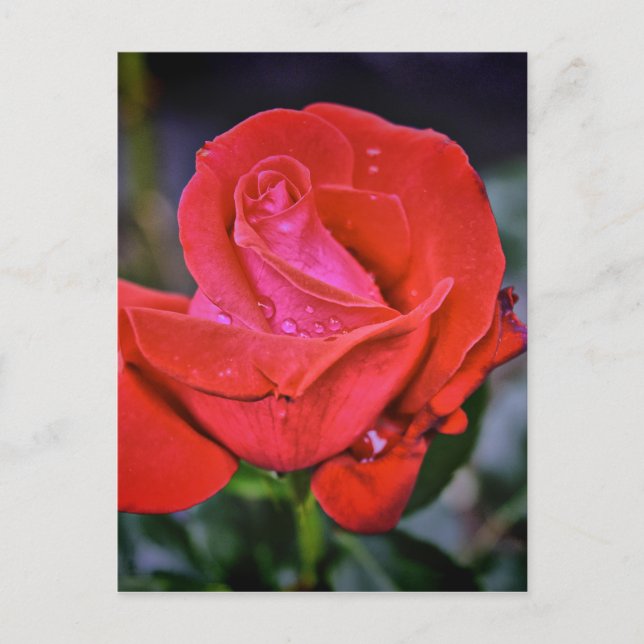 Postal Morning Dew (Anverso)