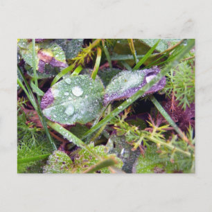 Postal Morning Dew
