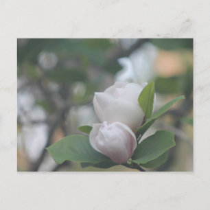 Postal Morning Magnolia