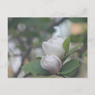 Postal Morning Magnolia