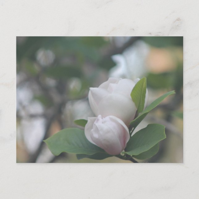Postal Morning Magnolia (Anverso)
