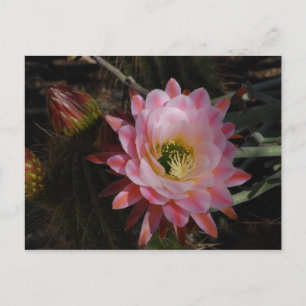 Postal Morning Shade