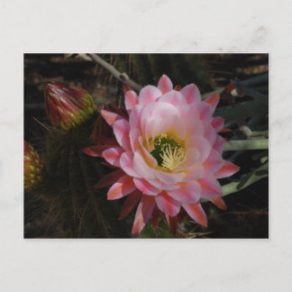 Postal Morning Shade