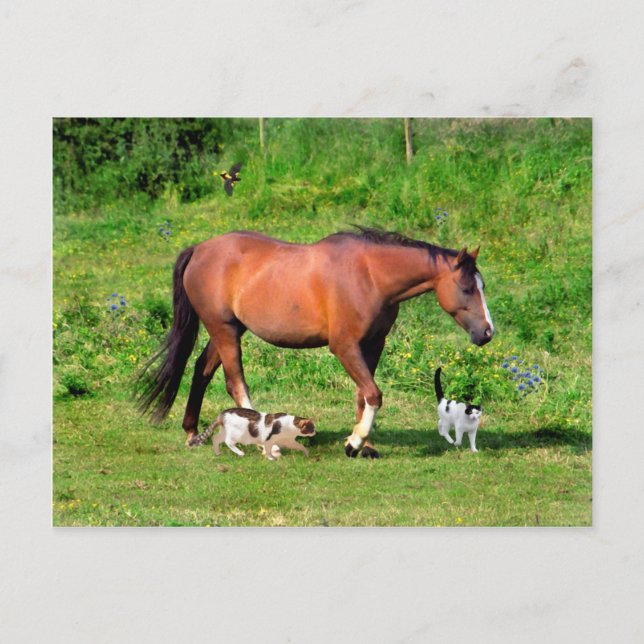 Postal "Morning Stroll" (Anverso)