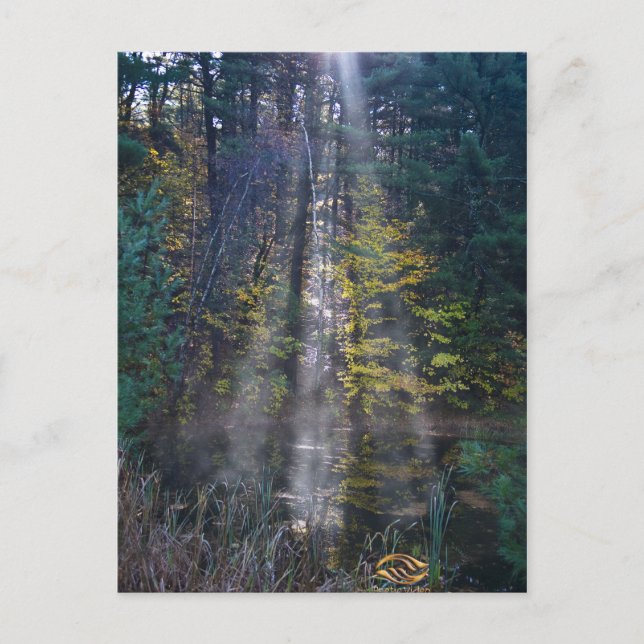 Postal Morning Vermont Forest (Anverso)