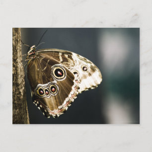 Postal Morpho peleides