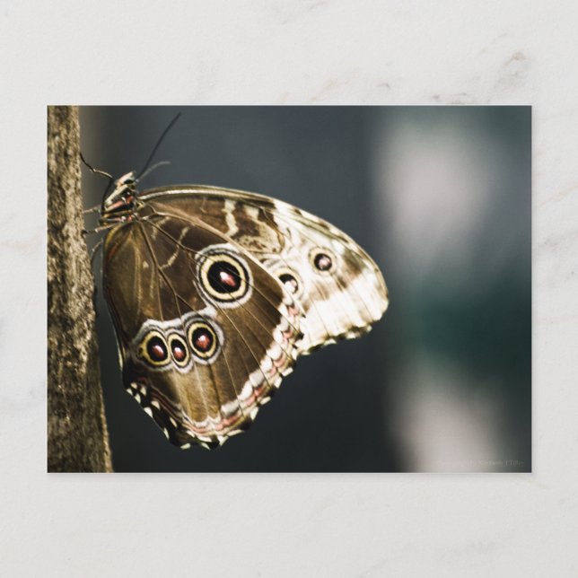 Postal Morpho peleides (Anverso)
