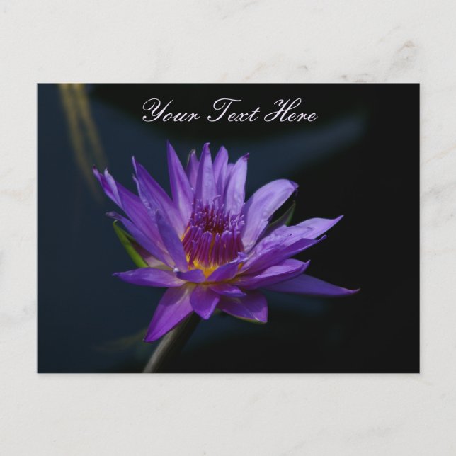 Postal Morple Lotus Waterlily (Anverso)