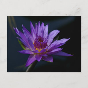 Postal Morple Lotus Waterlily