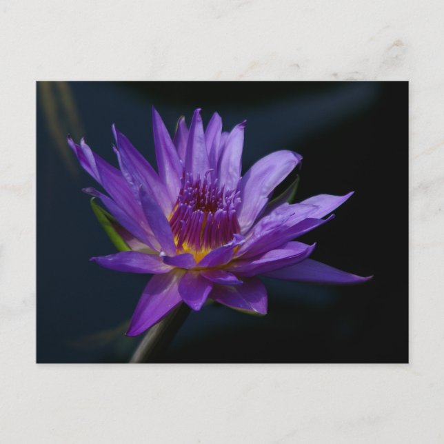 Postal Morple Lotus Waterlily (Anverso)