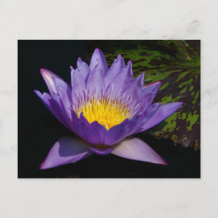 Postal Morple Lotus Waterlily