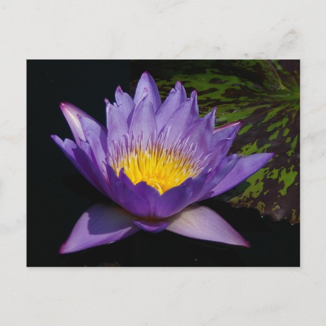 Postal Morple Lotus Waterlily (Anverso)