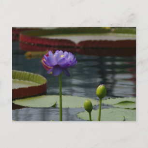 Postal Morple Lotus Waterlily