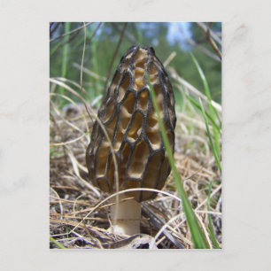 Postal Morrell Mushroom