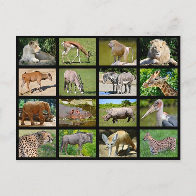 Postal Mosaico de animales africanos (Anverso)