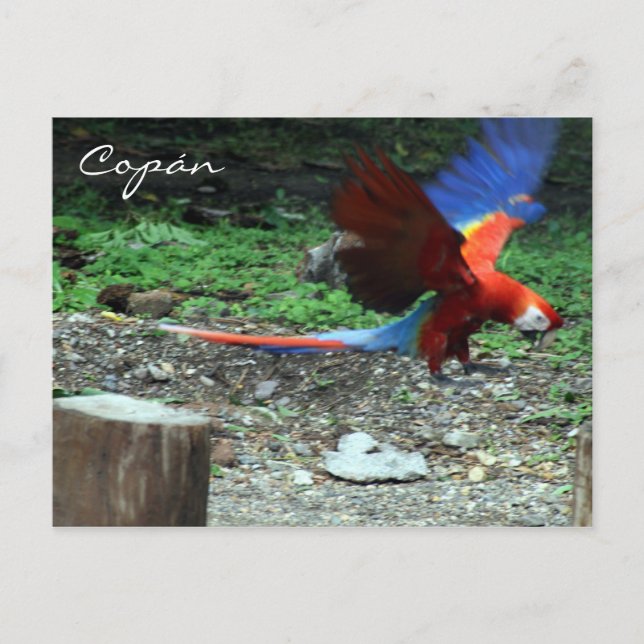 Postal mosca escarlata (Anverso)